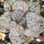 Хавортия (Haworthia picta Pink Ohkubo strain ハオルチア　大久保　ピンクピクタ*大苗ドム型*)